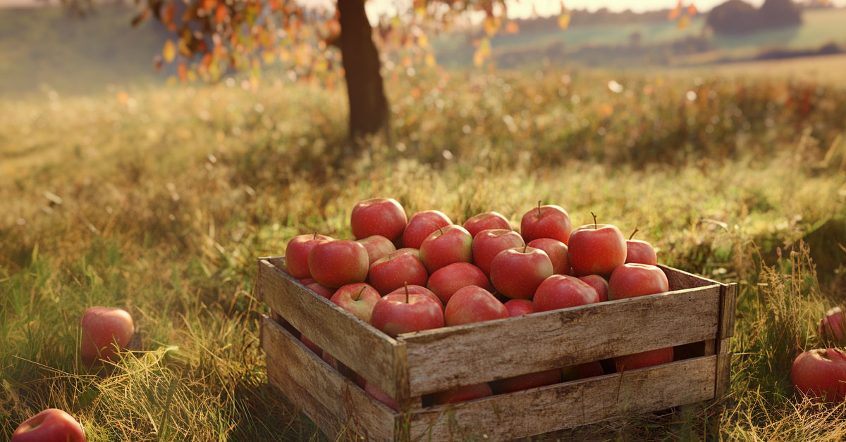 Чому популяризація домашніх та фермерських продуктів важлива для України?