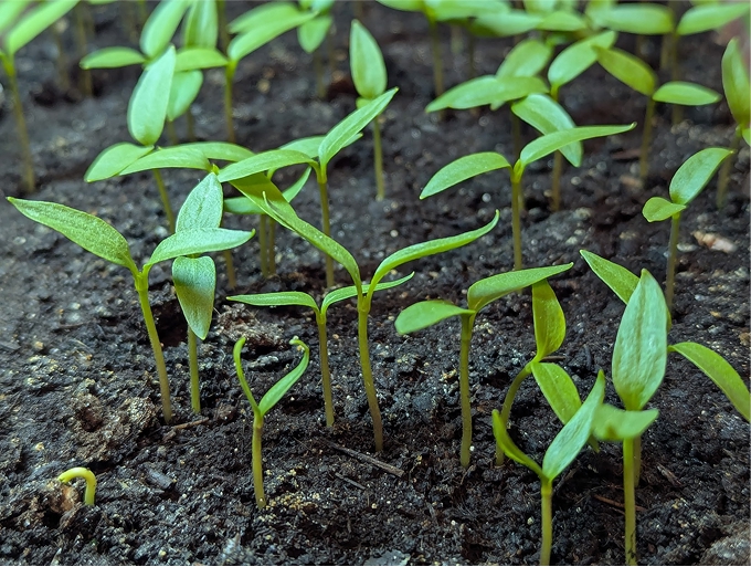 Календар городника: що і коли садити?