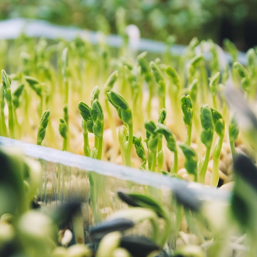 Топ-5 найкорисніших видів мікрогріну