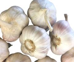 Ярий часник Ярус (Jaruś) для посадки - 1000 грам