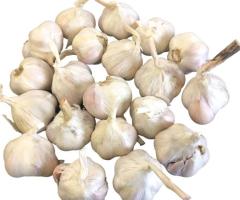 Ярий часник Ярус (Jaruś) для посадки - 1000 грам