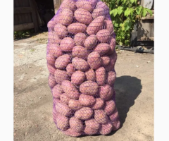 Картопля Беллароса