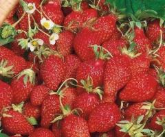 Насіння суниці Барон Солемахер - 10 грам