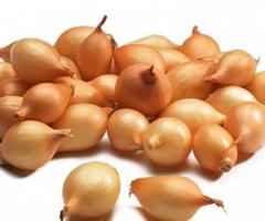 Куплю цибулю сівок (тиканку)