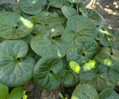 Почвопокривні рослини ,  низькорослі квіти