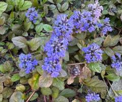 Почвопокривні рослини ,  низькорослі квіти