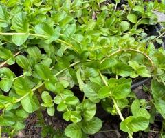 Почвопокривні рослини ,  низькорослі квіти