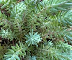 Почвопокривні рослини ,  низькорослі квіти