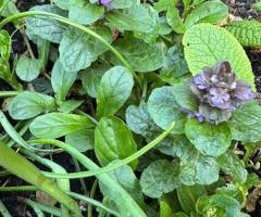 Почвопокривні рослини ,  низькорослі квіти