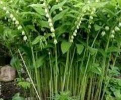 Купена, чина весняна , водозбір, ситник,  папороть, гладіолуси, молочай кипарисовий, рутвичка