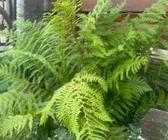 Купена, чина весняна , водозбір, ситник,  папороть, гладіолуси, молочай кипарисовий, рутвичка