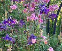 Купена, чина весняна , водозбір, ситник,  папороть, гладіолуси, молочай кипарисовий, рутвичка