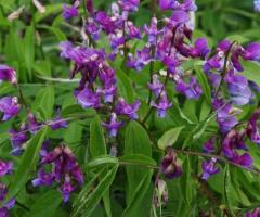 Купена, чина весняна , водозбір, ситник,  папороть, гладіолуси, молочай кипарисовий, рутвичка