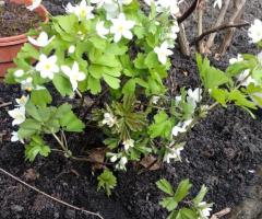 Купена, чина весняна , водозбір, ситник,  папороть, гладіолуси, молочай кипарисовий, рутвичка