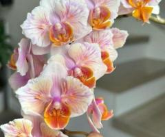 Орхідея фаленопсис Метелик