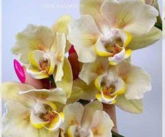 Орхідея Метелик