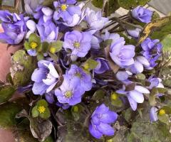 Печіночниця, гепатика