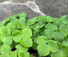 Печіночниця, гепатика