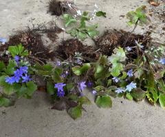 Печіночниця, гепатика