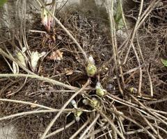 Печіночниця, гепатика