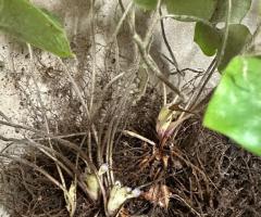 Печіночниця, гепатика