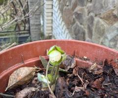 Печіночниця біла, гепатика, підліска біла