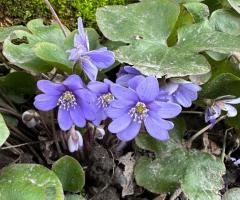 Печіночниця біла, гепатика, підліска біла