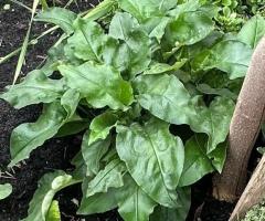 Медунка , медуниця