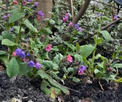 Медунка , медуниця