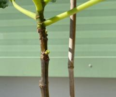 Саджанець інжиру Панч/ Panache fig, однорічний, в 2л. контейнері.