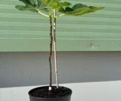 Саджанець інжиру Панч/ Panache fig, однорічний, в 2л. контейнері.