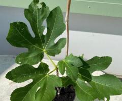 Саджанець інжиру Панч/ Panache fig, однорічний, в 2л. контейнері.